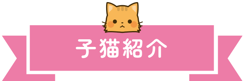 子猫紹介