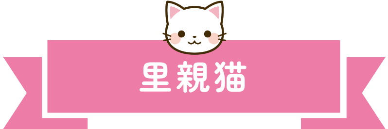 里親猫