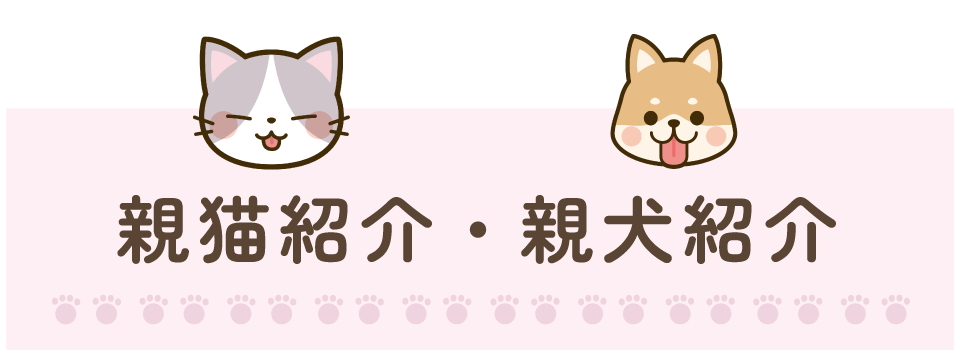 親猫紹介・親犬紹介