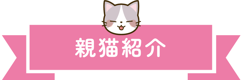 親猫紹介