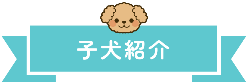 子犬紹介